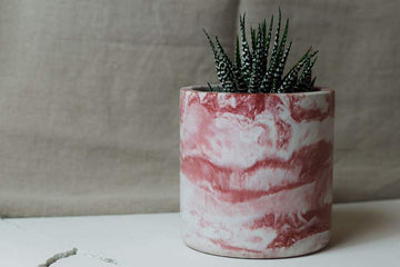 Photo d'un cache pot d'intérieur marbré rose en béton avec plante grasse fabriqué à la main en France par la Fabrik.
